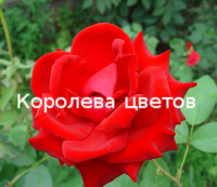 Королева цветов