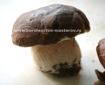 гриб Белый