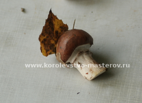 гриб Масленок