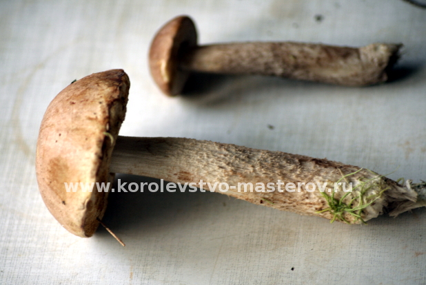 гриб Подберезовик